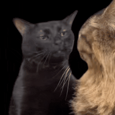 Котик из TikTok