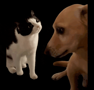 Котик из TikTok