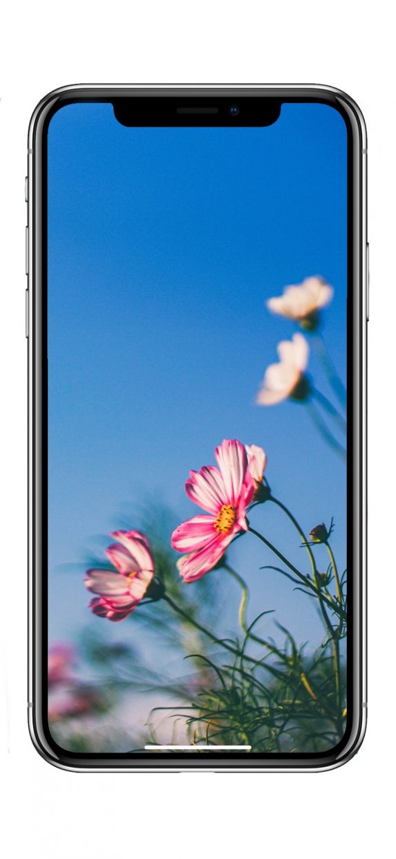 Заставка на телефон айфон 7 plus цветы