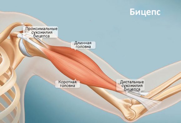 Бицепс трицепс картинка