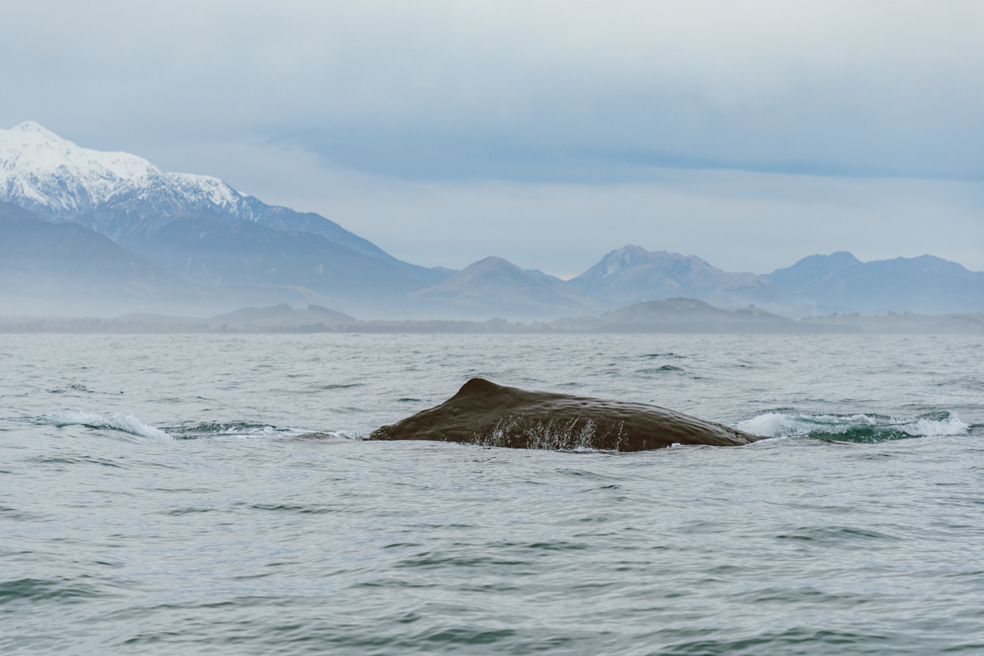 6. <b>Киты</b> в Кайкоуре (Kaikoura <b>Whale</b> Watching) .